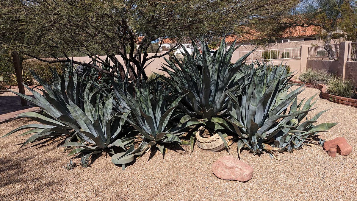 Get Your Desert Landscaping Ready for Winter