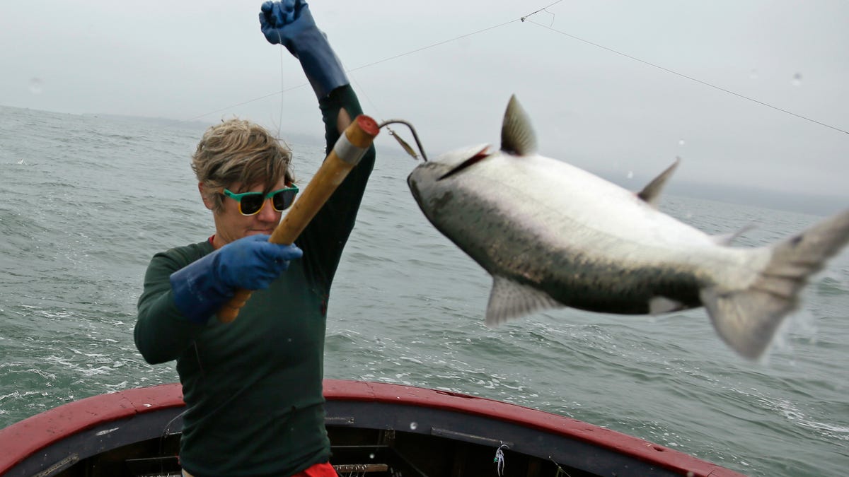 Salmon fishing is banned off the California coast for the second year ...