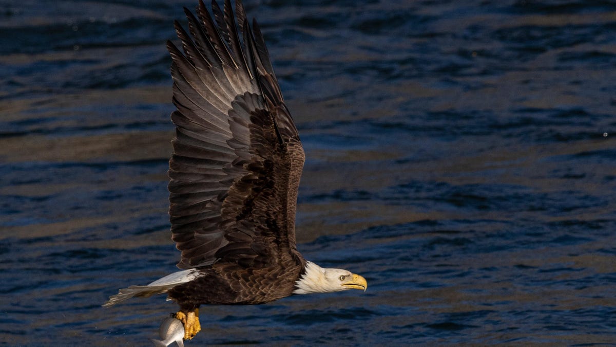 Biden Gives The Endangered Species Act A Boost