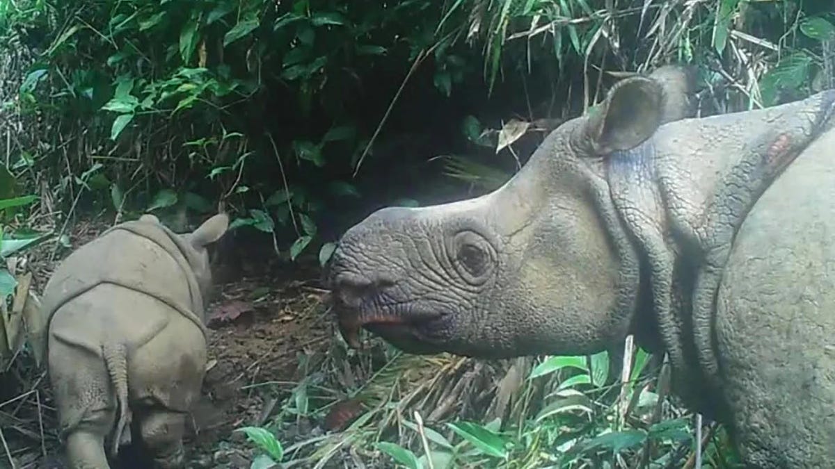 Critically Endangered Javan Rhino Calf Spotted in the Wild