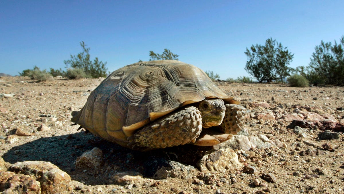 The imperiled desert tortoise is paying the price for the solar boom