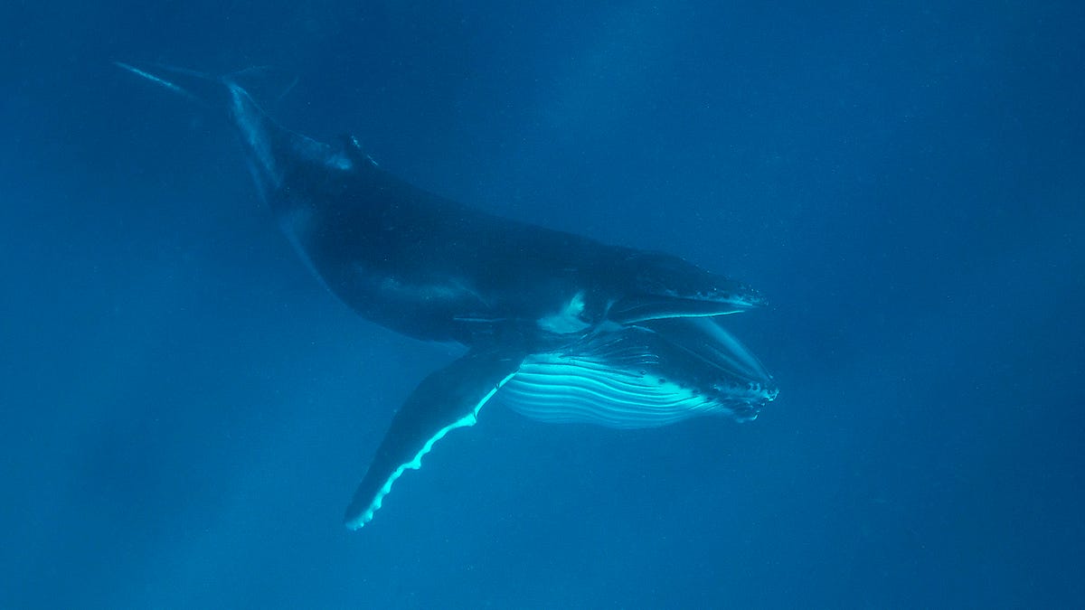 Krill-Eating Whale Too Fucking Cowardly To Prey On Something Its Own Size