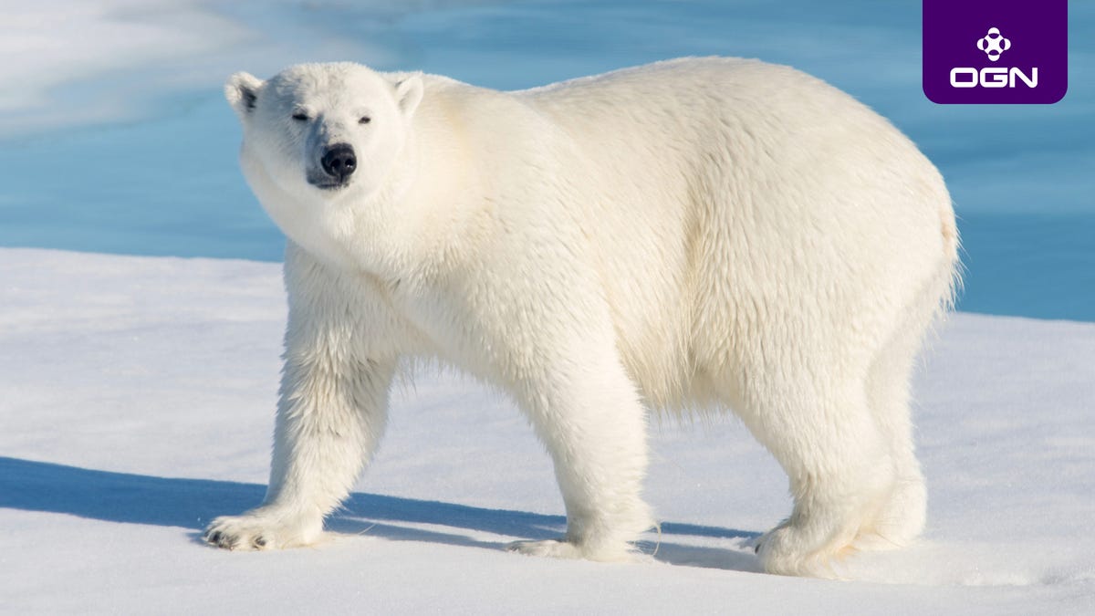 Heartbreaking Photos Of Polar Bears Who Will Die Before The Next ‘Metroid Prime’ If Nintendo Doesn’t Get Their Shit Together