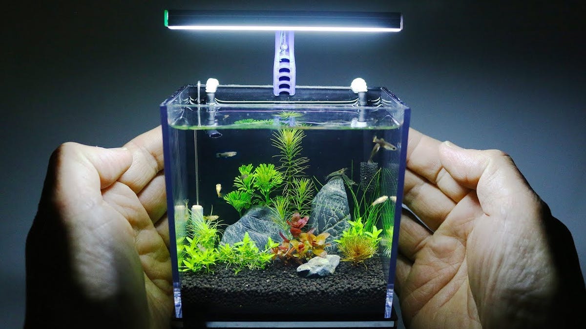 Cómo Construir Un Acuario En Miniatura Con Tu Caja De GoPro