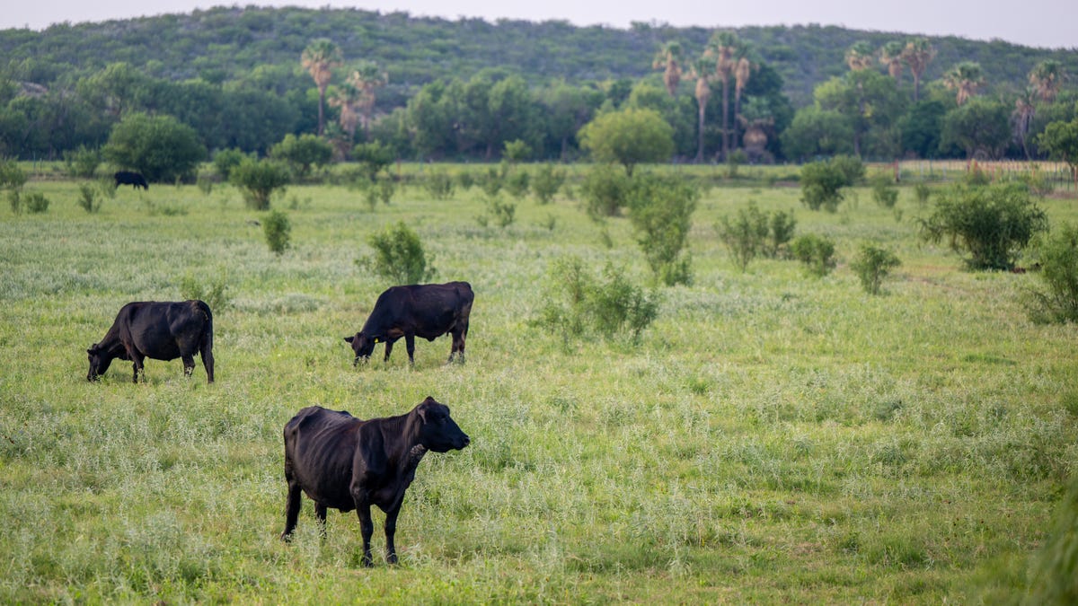 A Toxic Grass Is Spreading in the U.S., Threatening Livestock