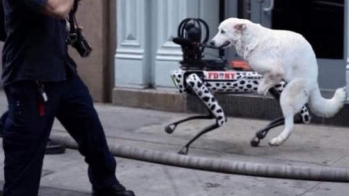 photo of Viral Photo of Dog Humping a Robot Dog Is Sadly Fake image