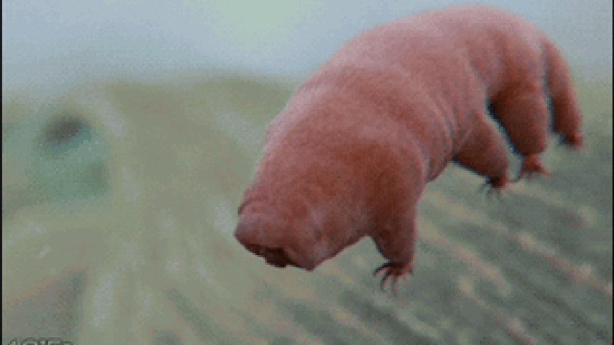 Tardigrades