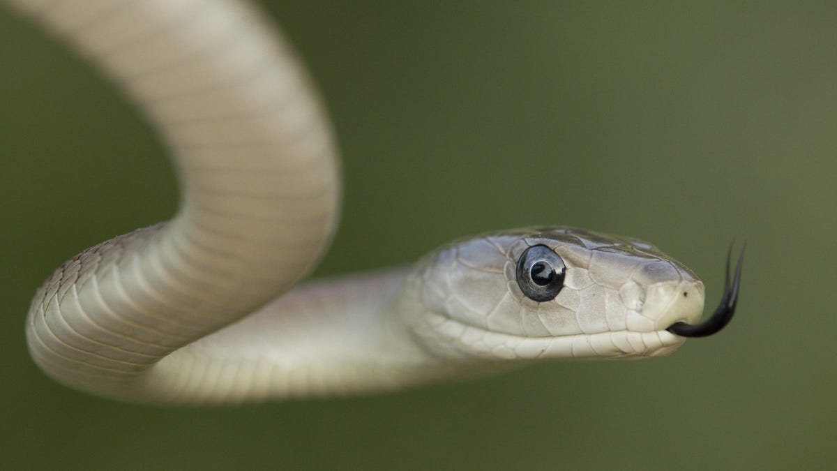 El antídoto universal para las mordeduras de serpientes pronto podría ser una realidad