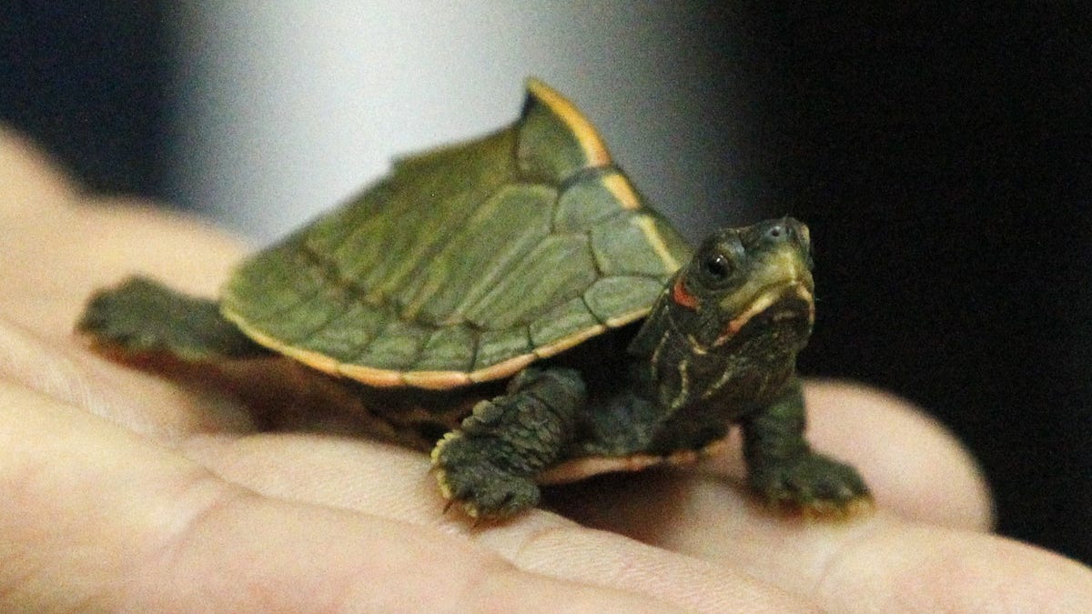 Undercover sting nabs endangered turtle smuggler