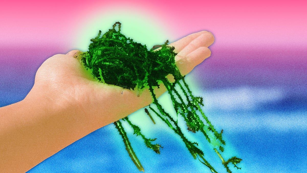 Seaweed: It’s always greener