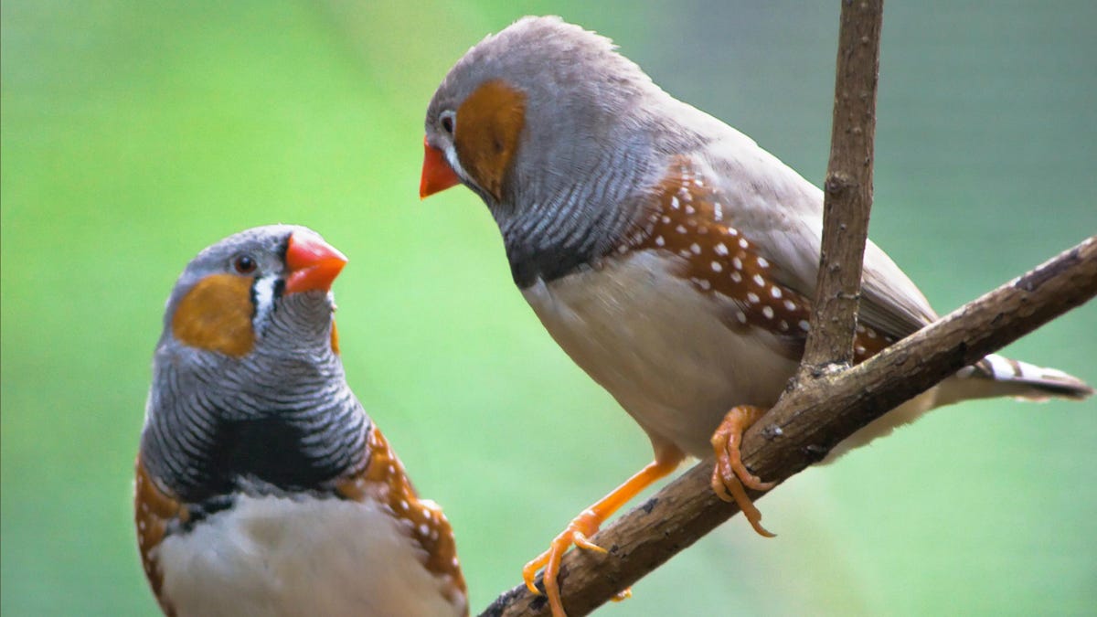 Study: Birds that mate for love have more successful bird families