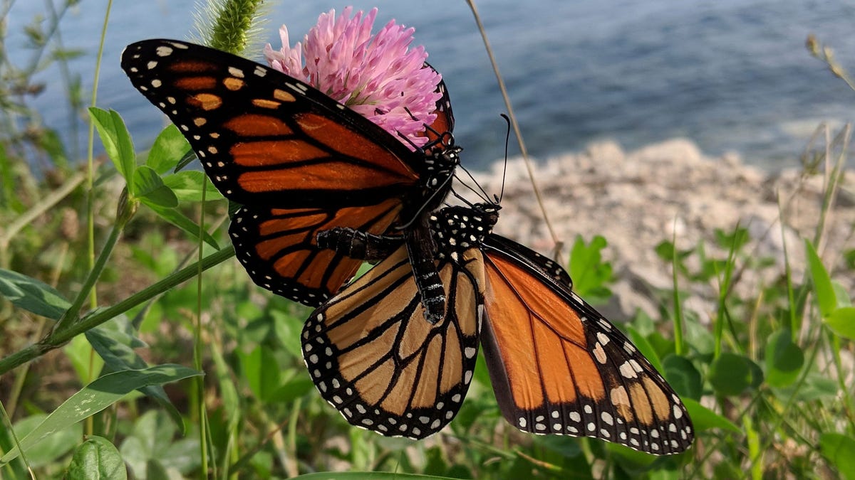 Monarch butterfly population plummets 86% in one year in