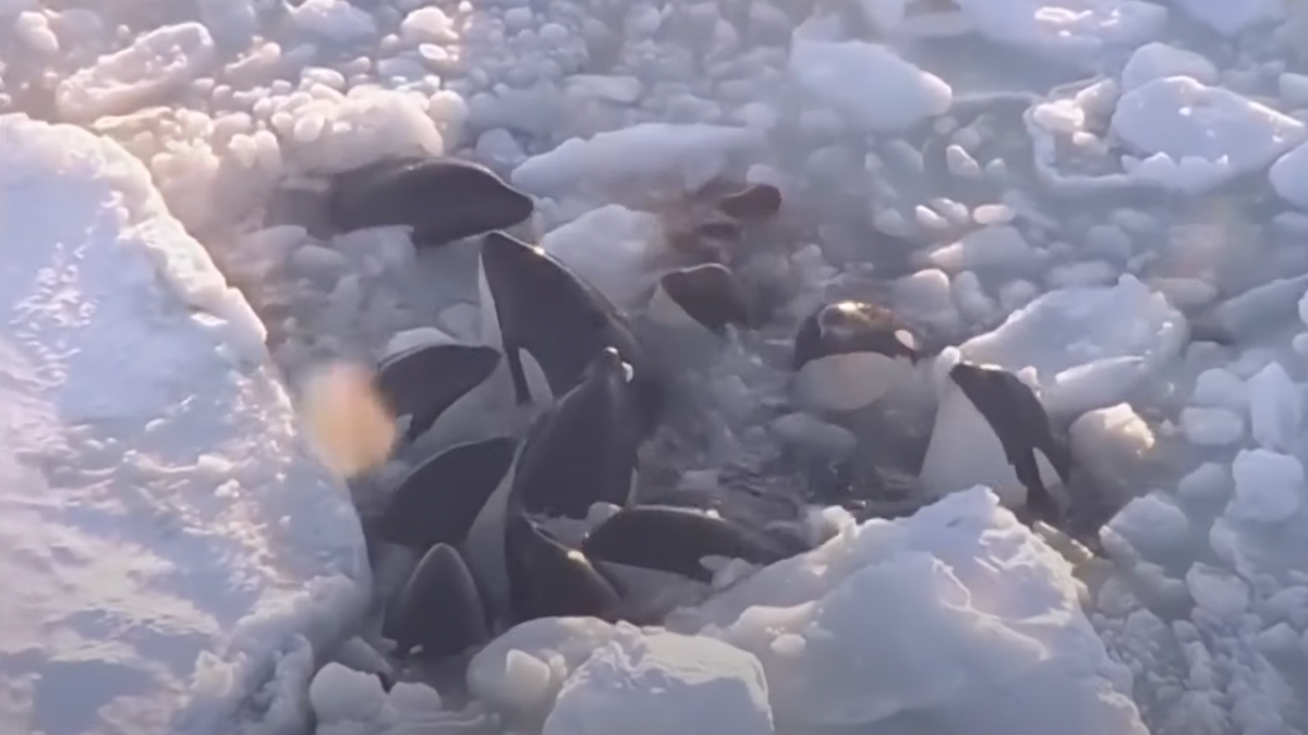 Un grupo de orcas atrapadas desesperadamente en el hielo aparentemente ha escapado