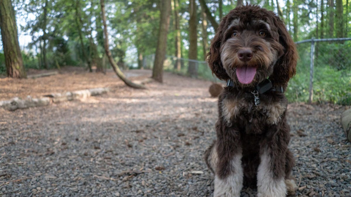 cómo evito que mi labradoodle se enrede