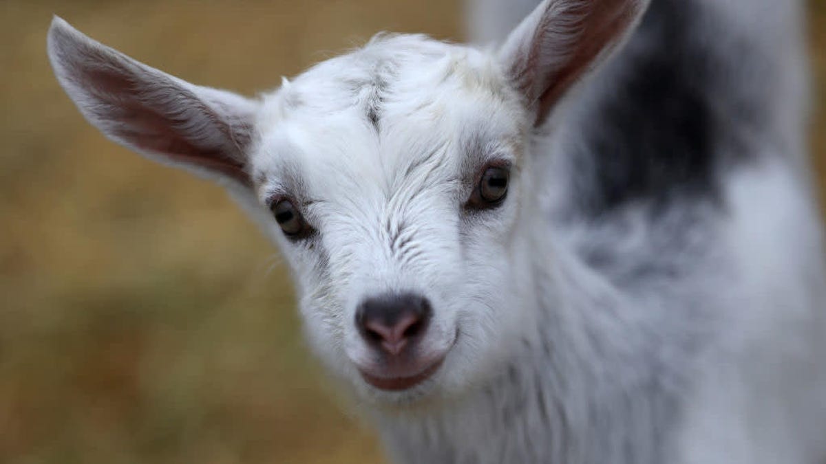 This summer's hottest event is a "Goat LARP," a LARP designed to entertain goats