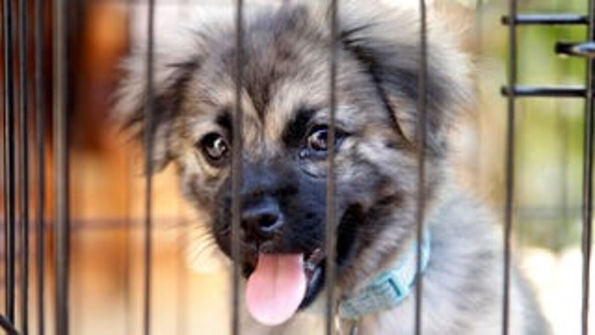 Animal Shelter’s Free Adoption Day Not Even That Good Of Deal