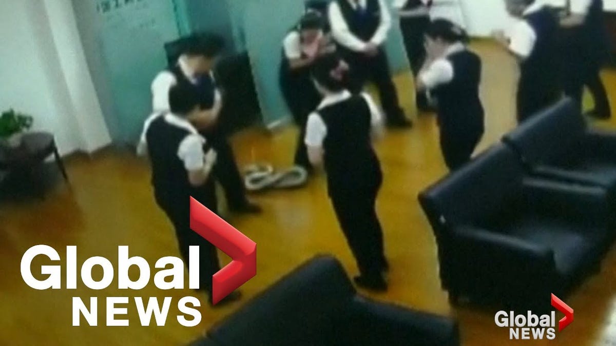 Security Camera Captures Five-Foot Python Falling From Bank Ceiling