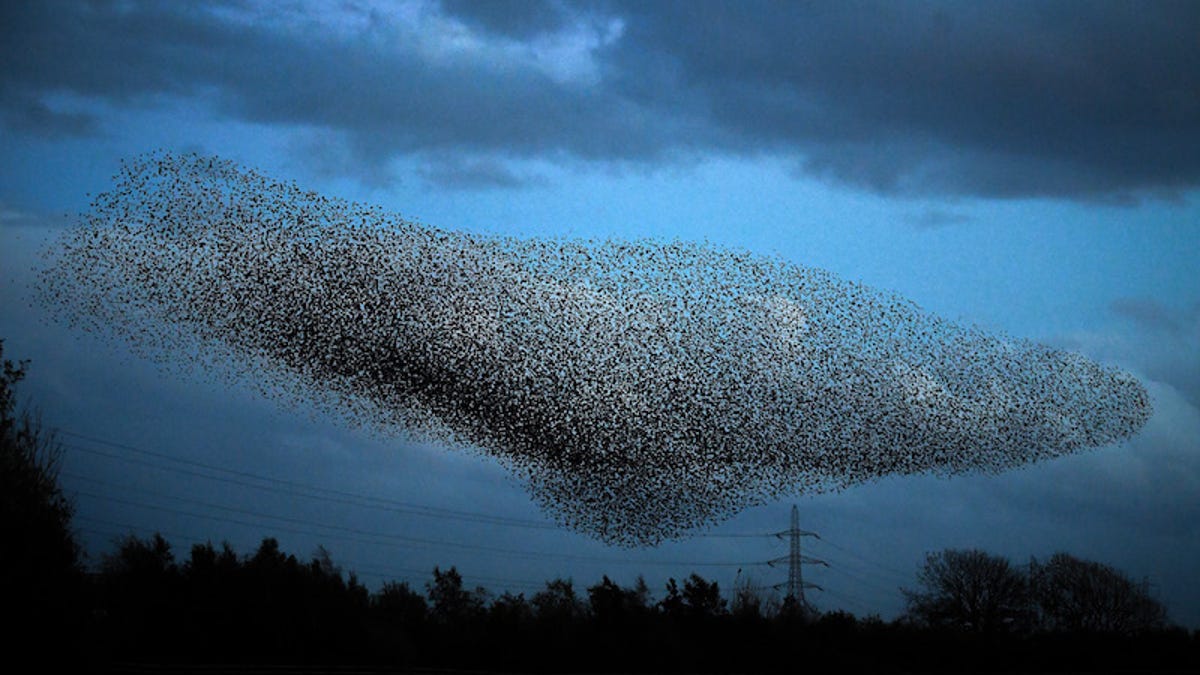 What Is a Murmuration?