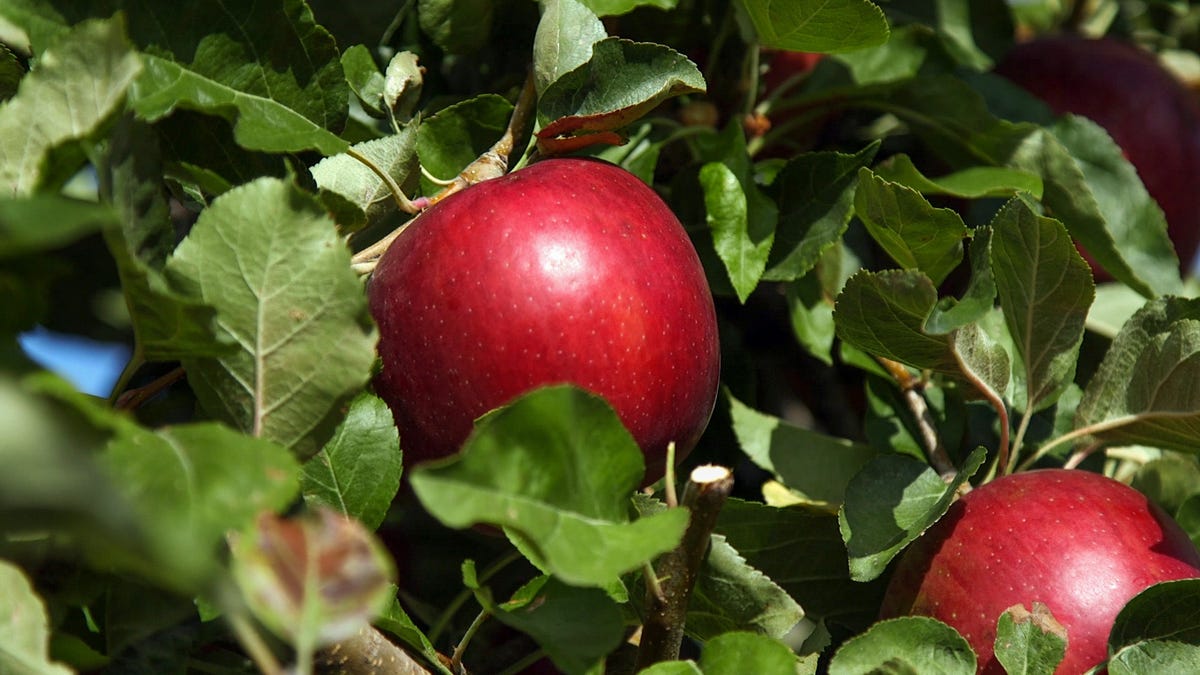 Washington's Cosmic Crisp Apple Arrives in Grocery Stores Across