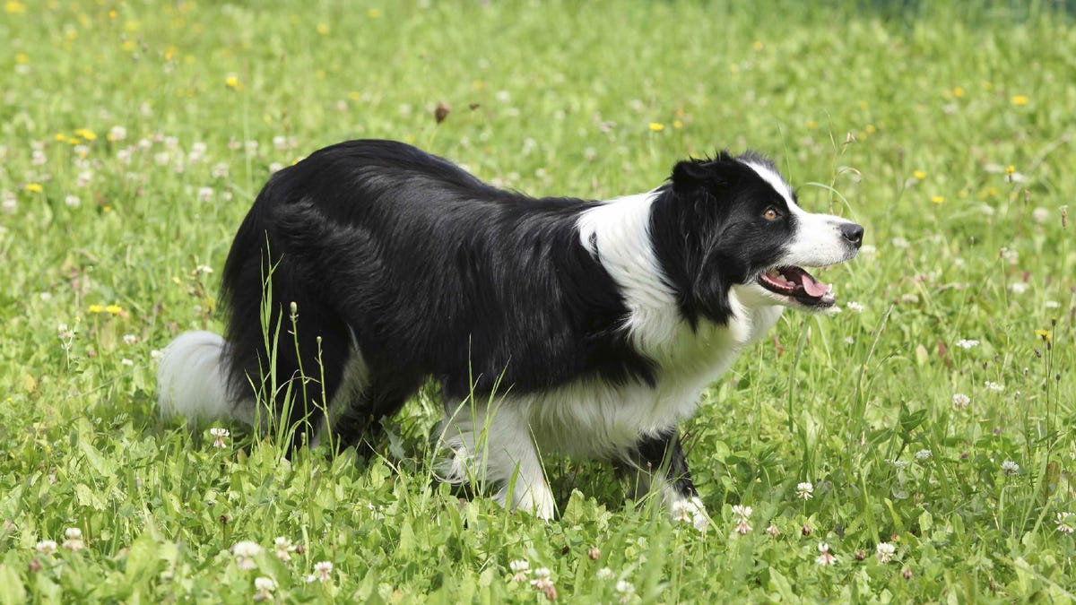 9 Most Popular Dog Breeds