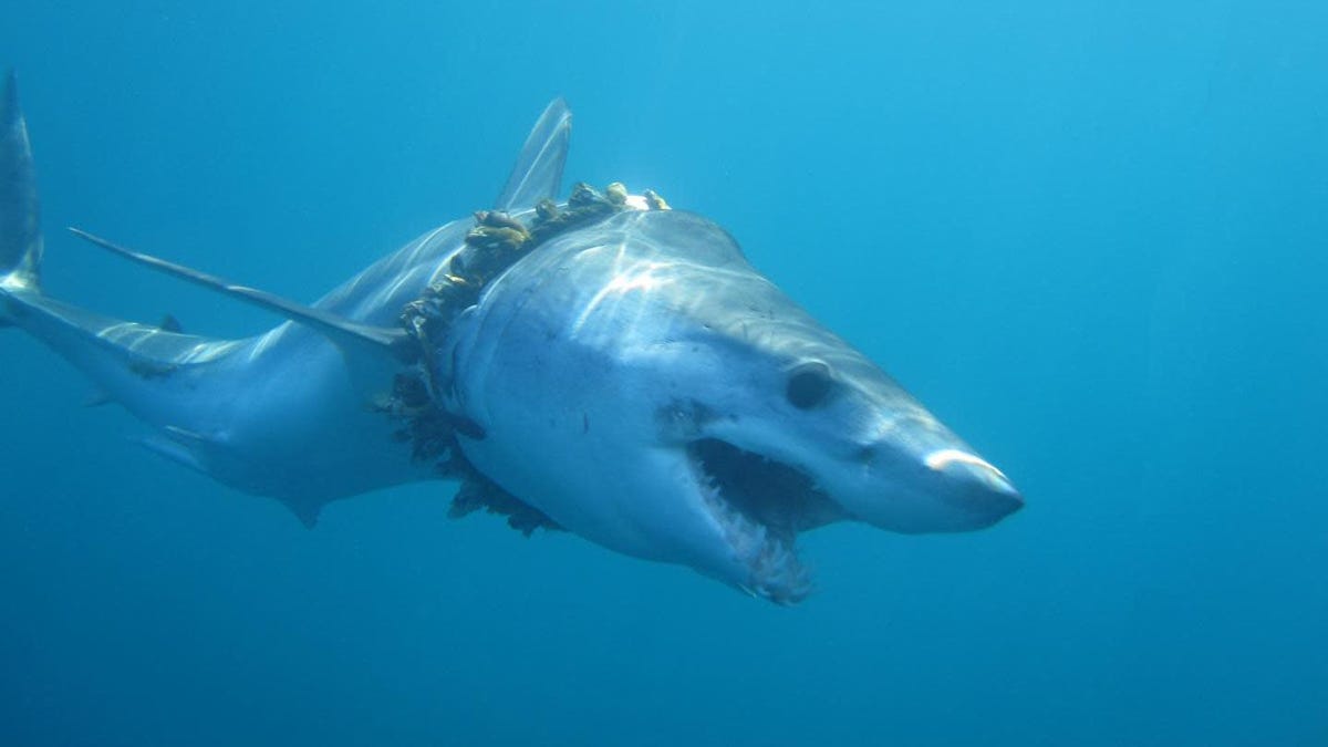 Ghost' Fishing Gear Is a Bigger Threat to Sharks Than We Realized