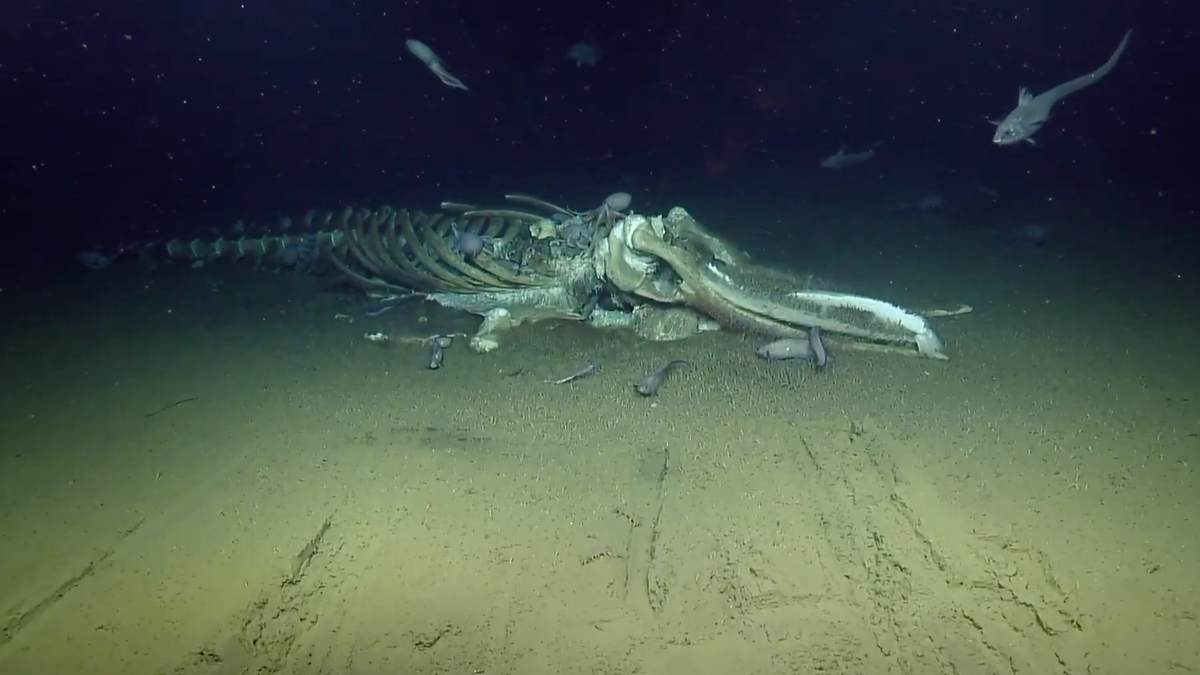 Creatures of the Deep Are Feeding on a Whale Carcass and You Can Watch It Live