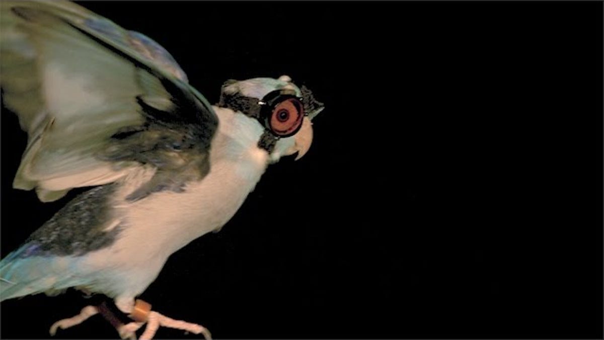 Scientists shoot lasers at bird in goggles to unravel the mysteries of