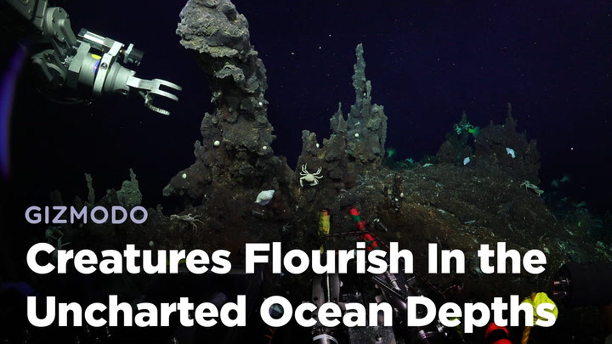 Breathtaking New Video Footage of the Ocean's Uncharted Depths