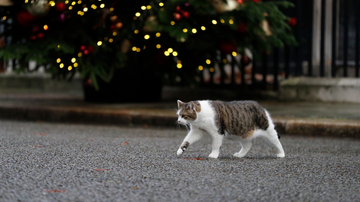 Study shows parasite spread by cats threatens Quebec's endangered