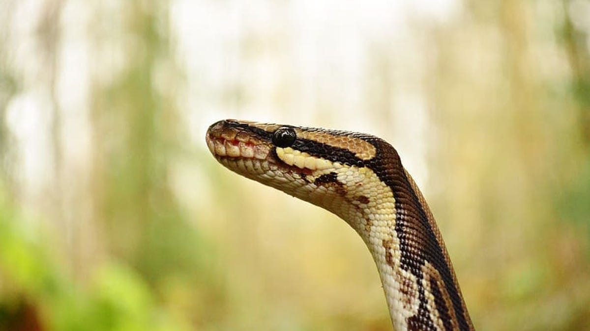 puede un perro sobrevivir a una mordedura de serpiente sin tratamiento