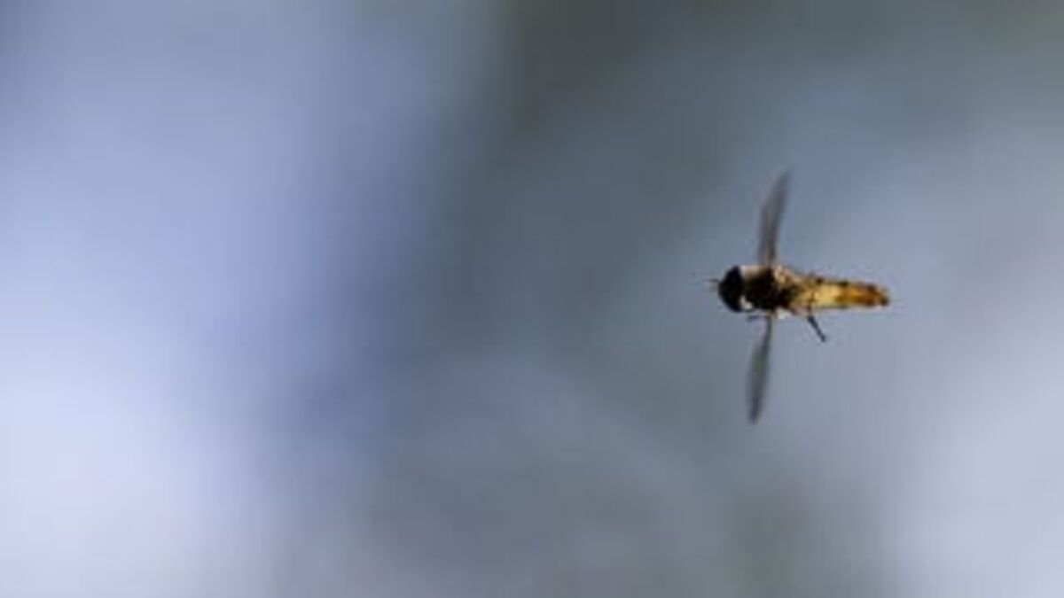 Insect With Limitless Flying Space Rockets Straight For Man’s Pupil