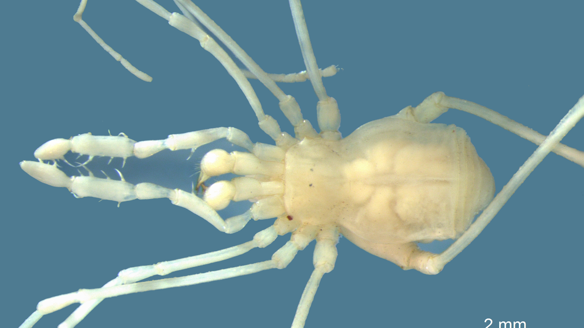 Researchers discover daddy longlegs spiders capture prey using glue