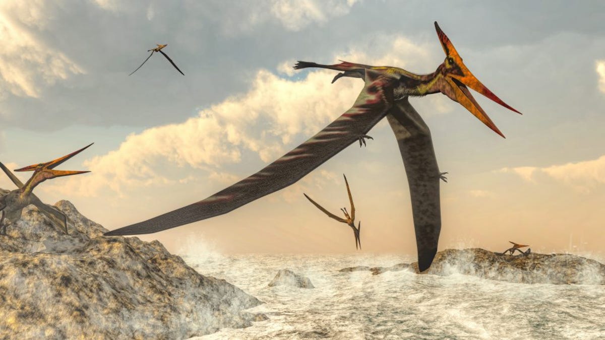 Why Isn't Pterodactyl a Dinosaur?