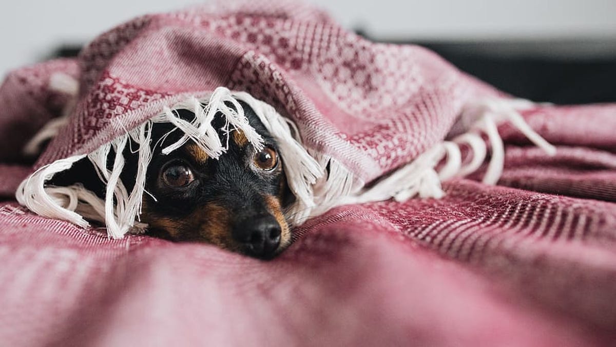 son los gatos y los perros asustados de las tormentas eléctricas