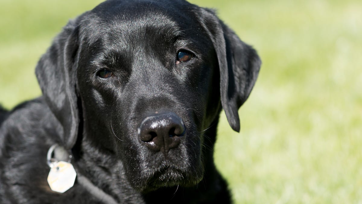 BBC sports commentator Andrew Cotter's got some very good dogs