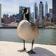 Image for Bird Flu Has Made It to the Big Apple