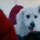 Image for Look-Alike Contests Have Peaked As Dozens Of Superman Fans Enter Their Pups In A Krypto Competition