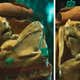 Image for Jurassic World Rebirth's Last Trailer Reveals Super-Cute Backpack Dino