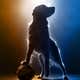 Image for The 15th Air Bud Film Is Coming, And There's Nothing You Can Do To Stop It