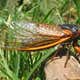 Image for Cicadas Are Coming To Mess Up Your Car, Here's What You Should Do To Prepare For It