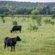 Image for A Toxic Grass Is Spreading in the U.S., Threatening Livestock
