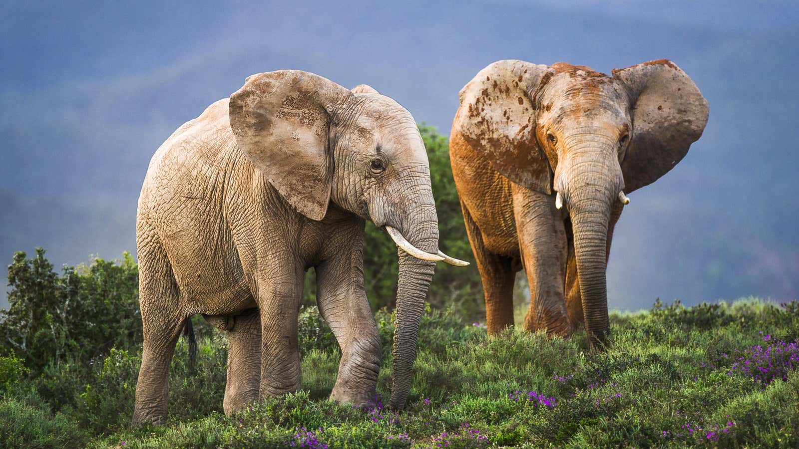 African Elephant bulls displaying displacement behavior during fighting to determine dominance, Addo Elephant National Park, Eastern Cape, South Africa