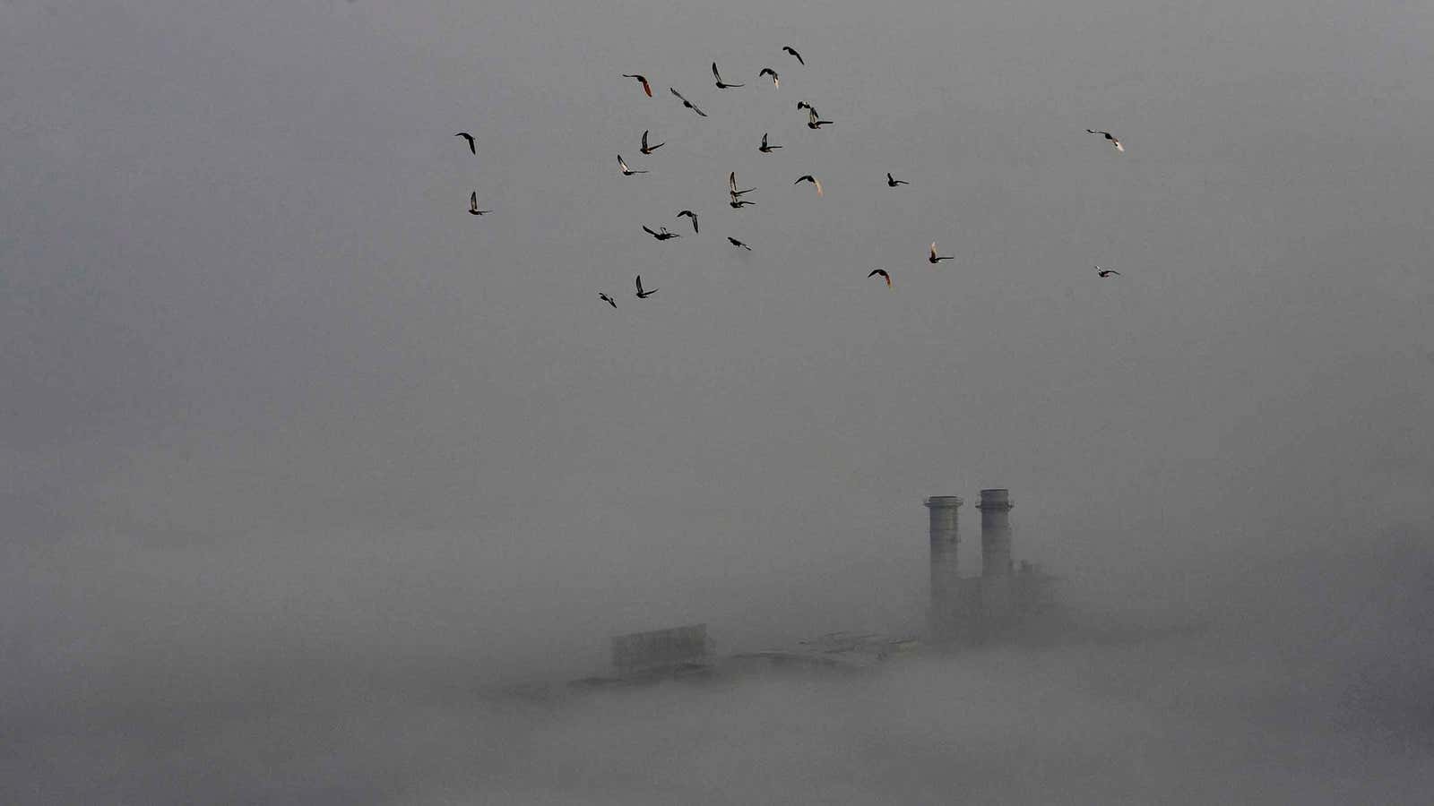 Starlings (maybe) on Prozac