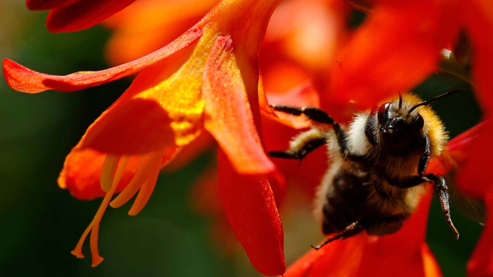 Who wouldn’t hurry to visit this delicious flower?