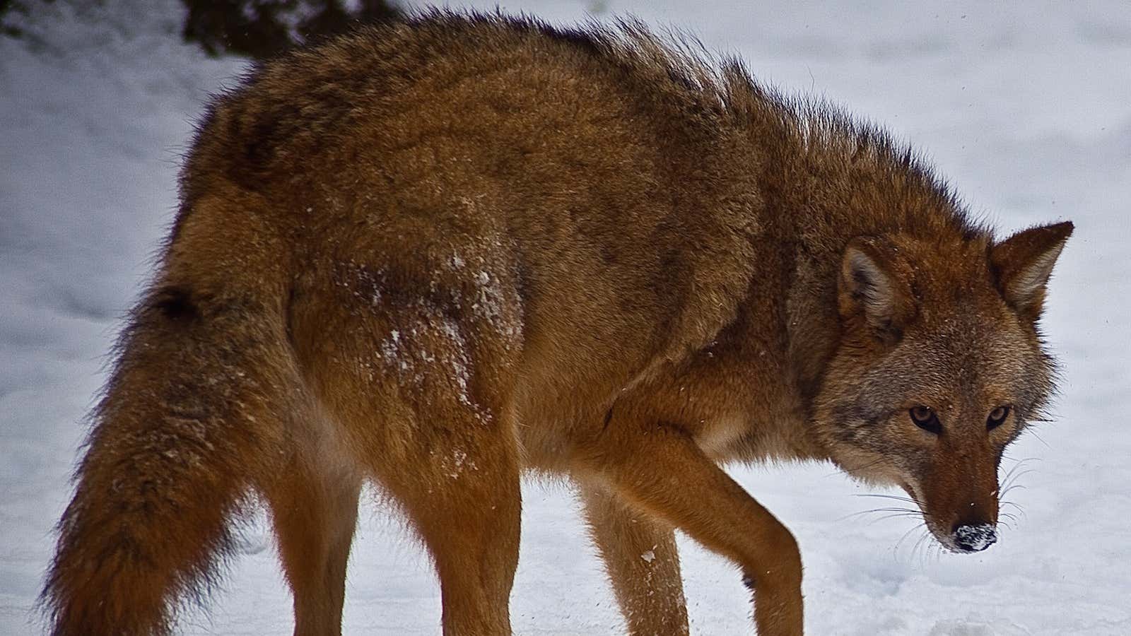 A coywolf.