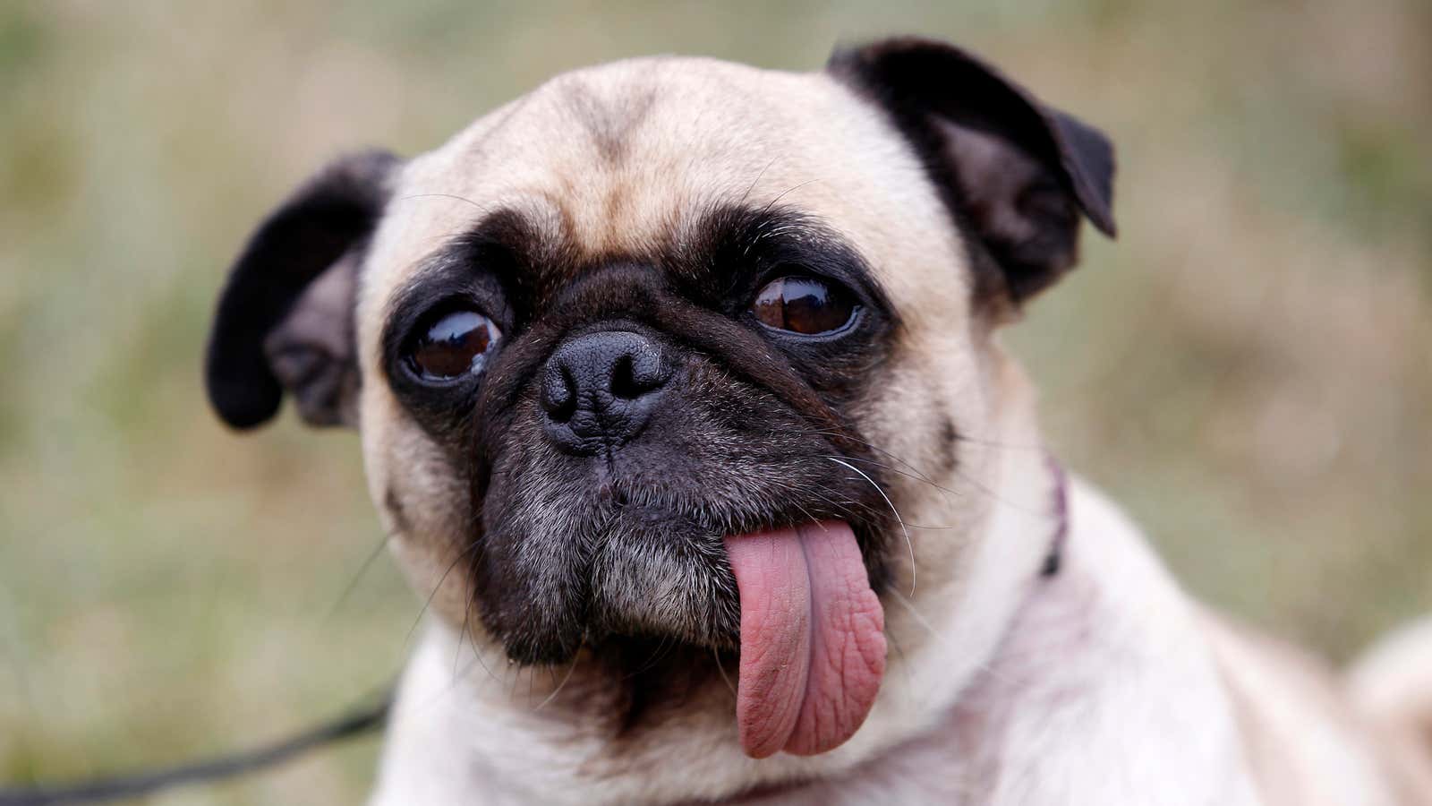 A clearly adorable contestant in the 2012 World’s Ugliest Dog Contest.