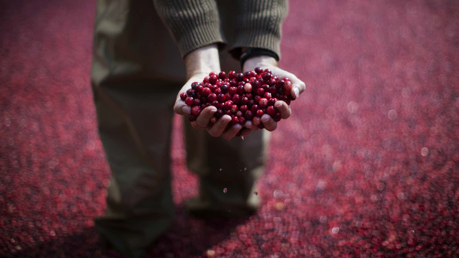 Cranberries are an unlikely pawn in the US-China trade war.