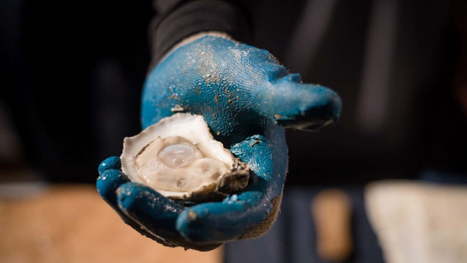 Many small oyster farms are family businesses passed down from generation to generation.