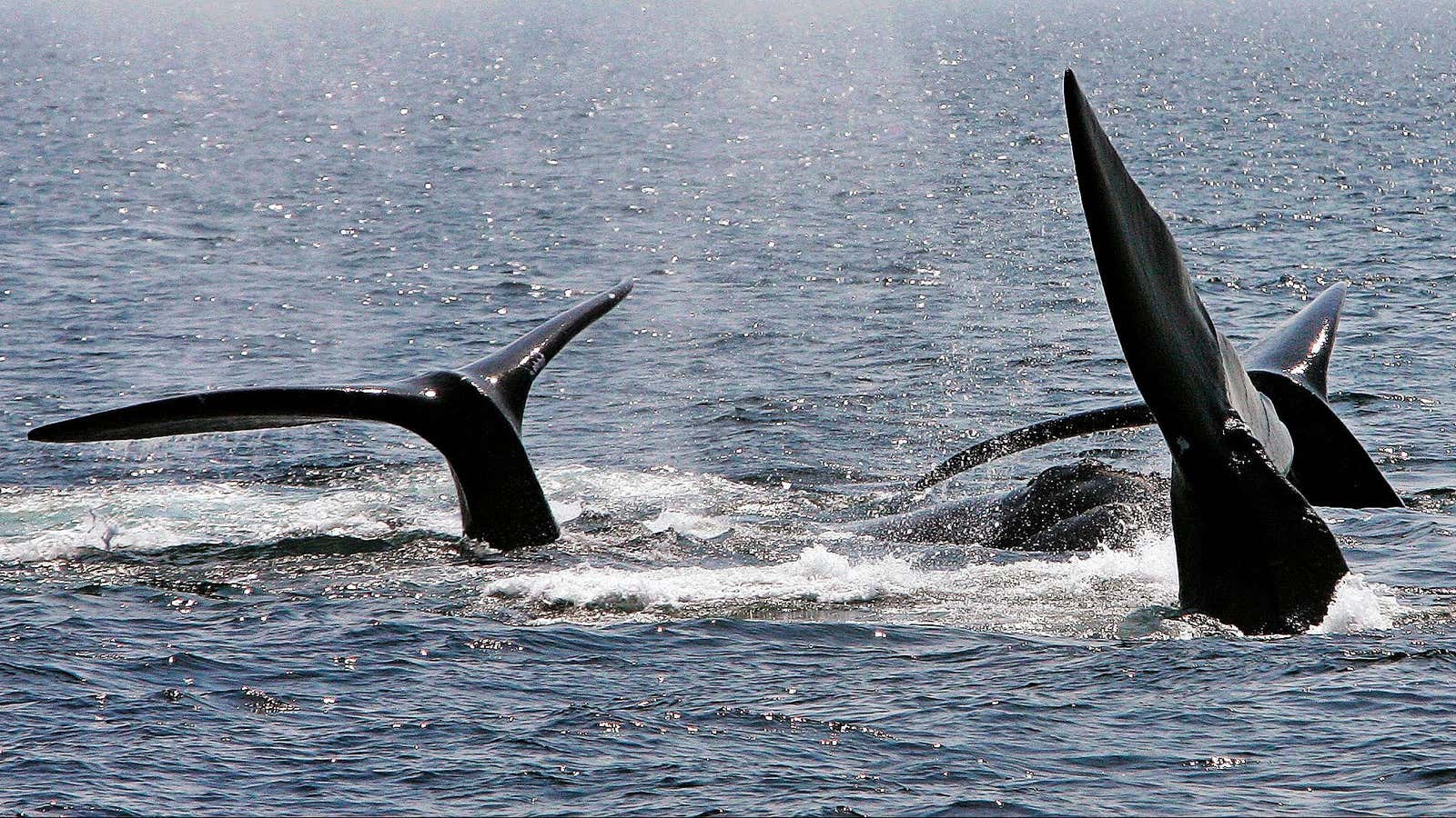 Climate-mediated shifts are pushing their prey out of the whales’ usual feeding grounds.