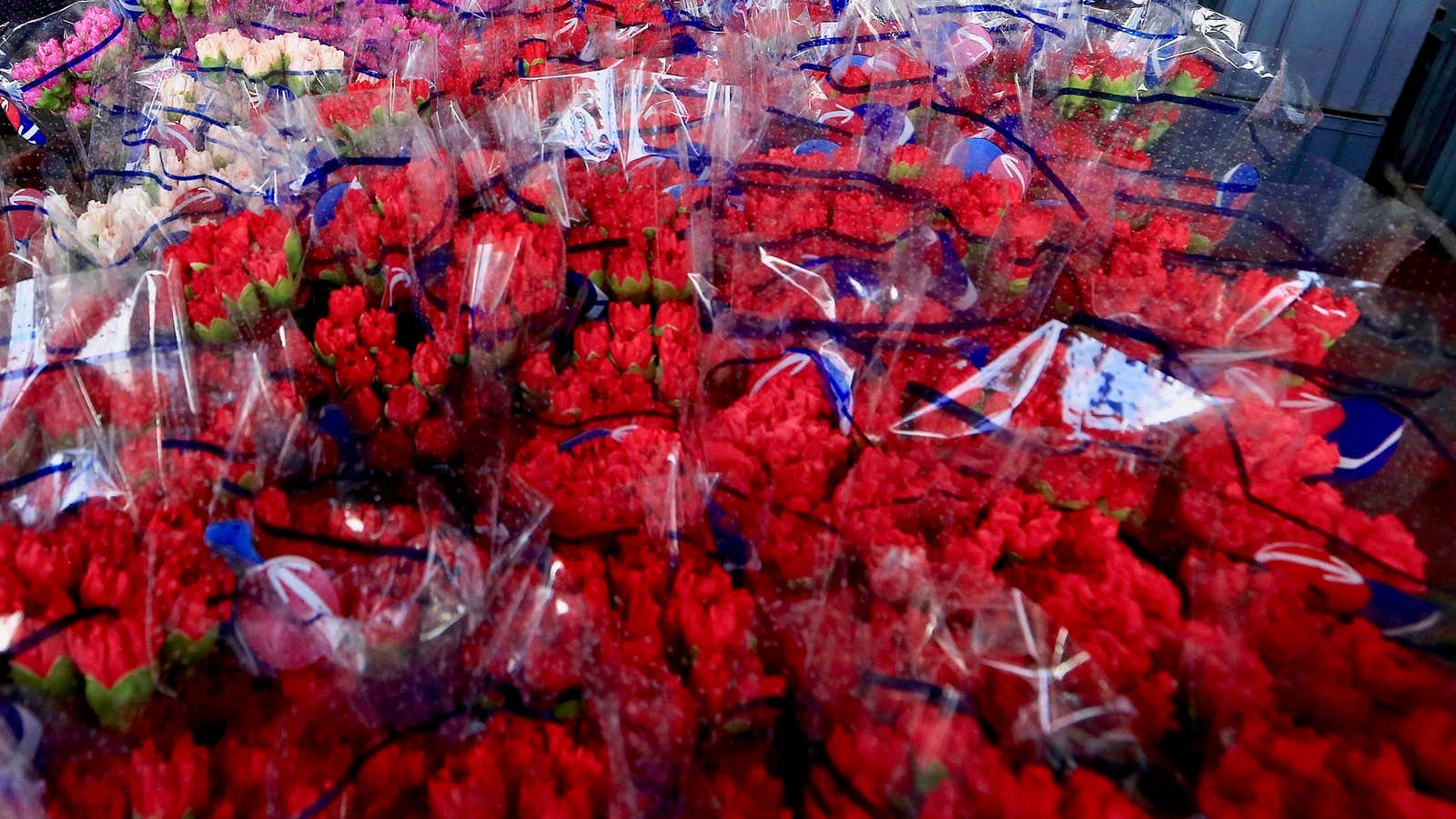 These bouquets from Colombia may never make it past the port of Miami.